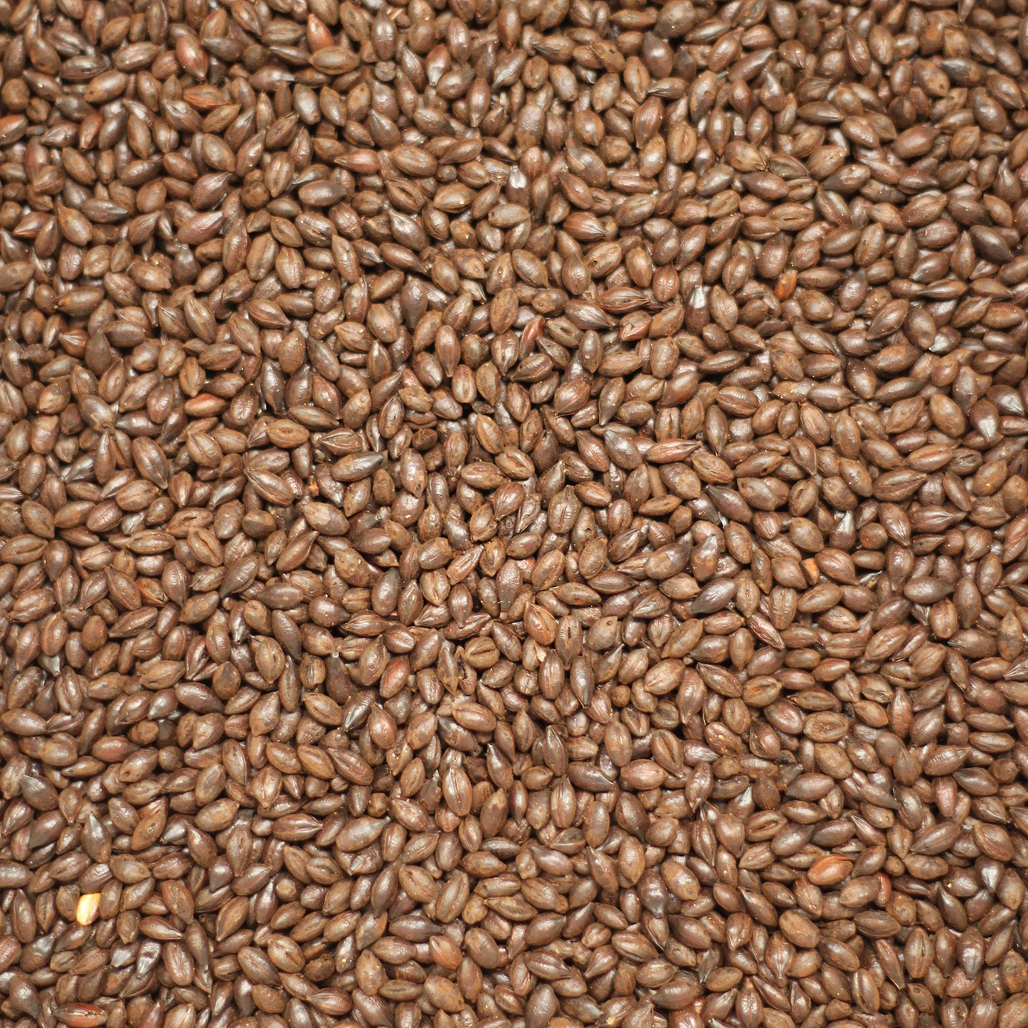 1kg - Roasted Barley