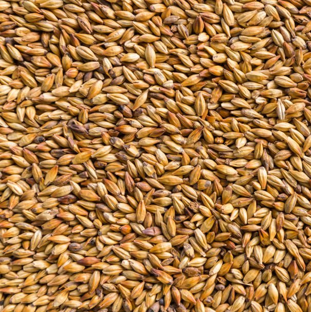 1kg - Premium Voyager Compass Pale Ale Malt